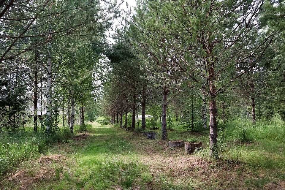 По контрасту с таежным буреломом кедровая аллея выглядит сказочной. Фото: Василий Вахрин