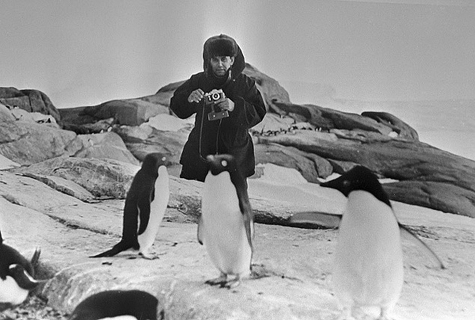 Василий Песков фотографирует пингвинов в Антарктиде, 1975 г. Фото: РИА Новости