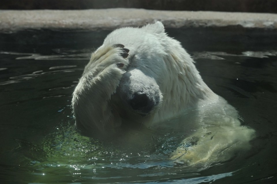 В воде медведи могут развивать скорость до 6,5 километра в час и преодолевать огромные расстояния