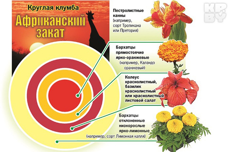 Как вырастить «кусочек торта» Фото: Екатерина МАРТИНОВИЧ