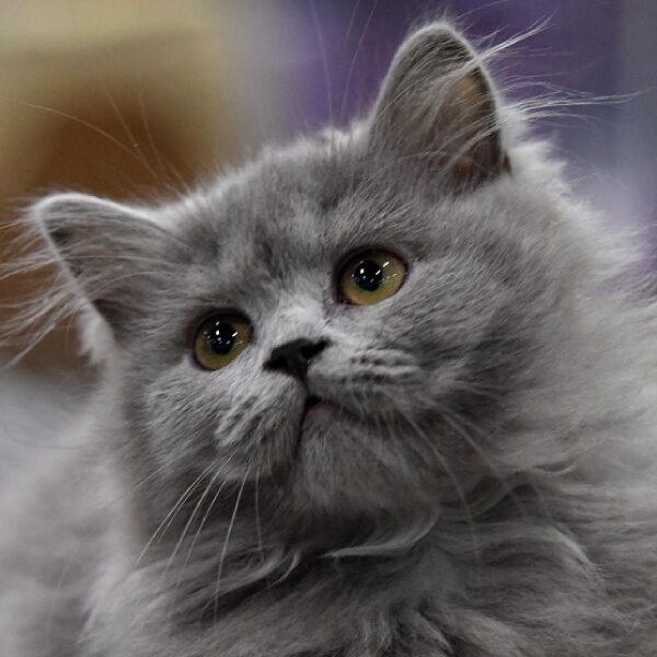 Выставка кошек «Кэтсбург»