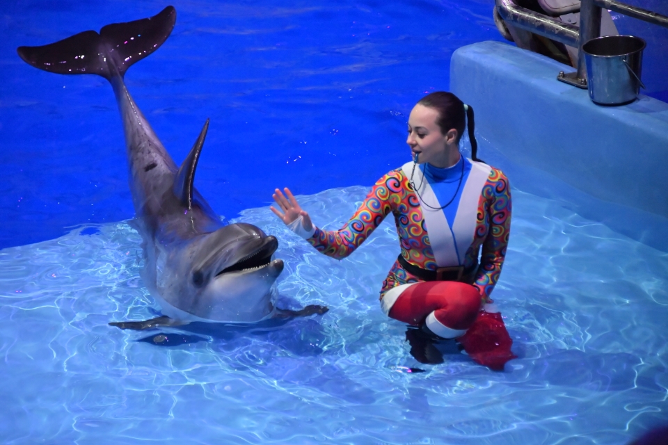 Москвариум презентовал мюзикл с дельфинами «Вокруг света за Новый год»