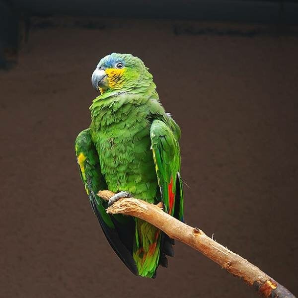 Спектакль «Айболит» от Московского зоопарка