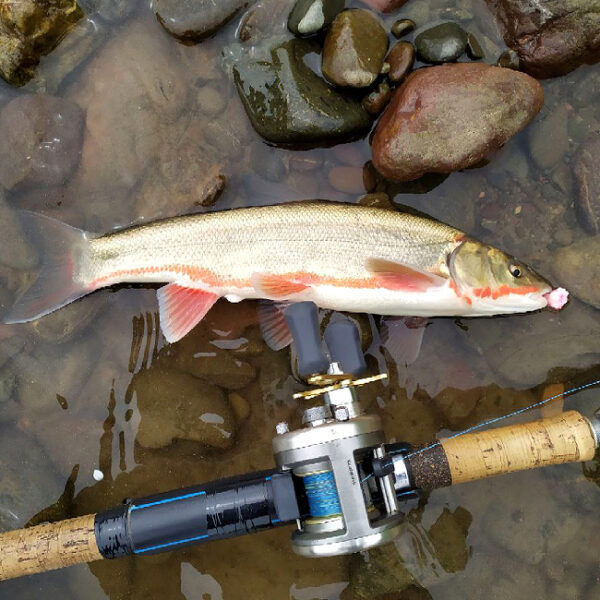 Отмена выставки «Fish and Fun Expo» в Гостином дворе