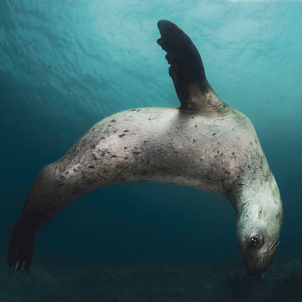 Выставка подводной фотографии
