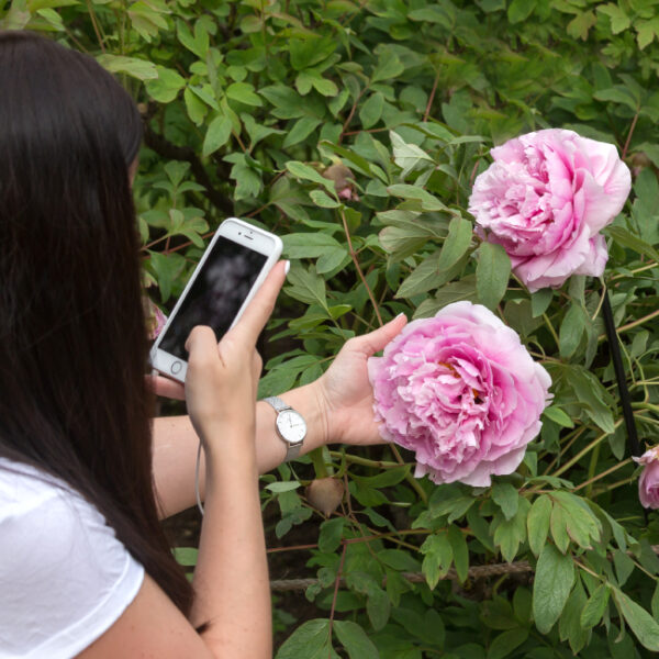 Фестиваль «Пиономания»