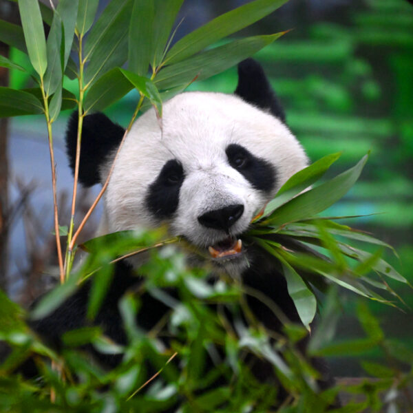 Фестиваль «Неделя панд» в Московском зоопарке