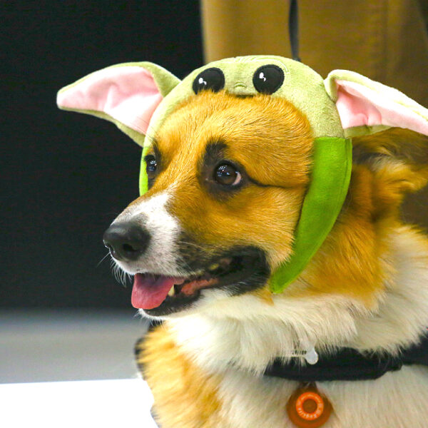 Парад Корги на ВДНХ