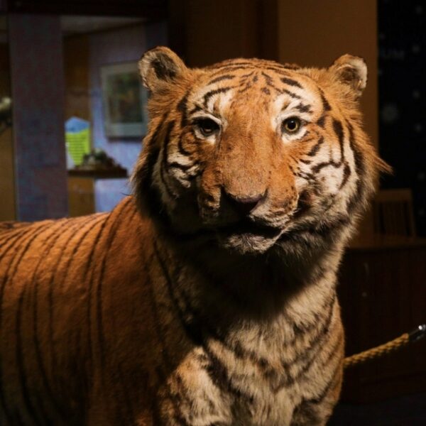 Выставка «Искусство обмана» в Дарвиновском музее