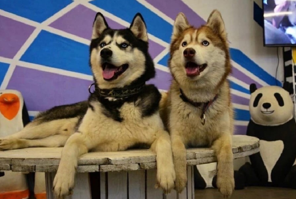 Куда сходить на выходные в Санкт-Петербурге 17-18 апреля 2021 года: выставка Натана Альтмана и фильм Данилы Козловского