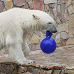 Фестиваль «Лёд для белого медведя: день арктического льда» в Ленинградском зоопарке