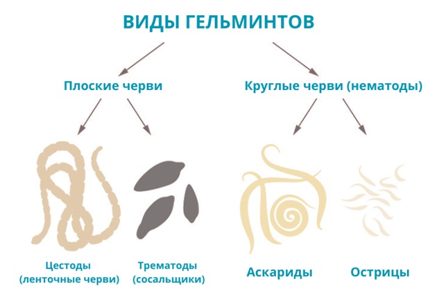 Гельминты