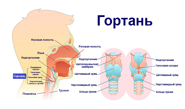 Гортань