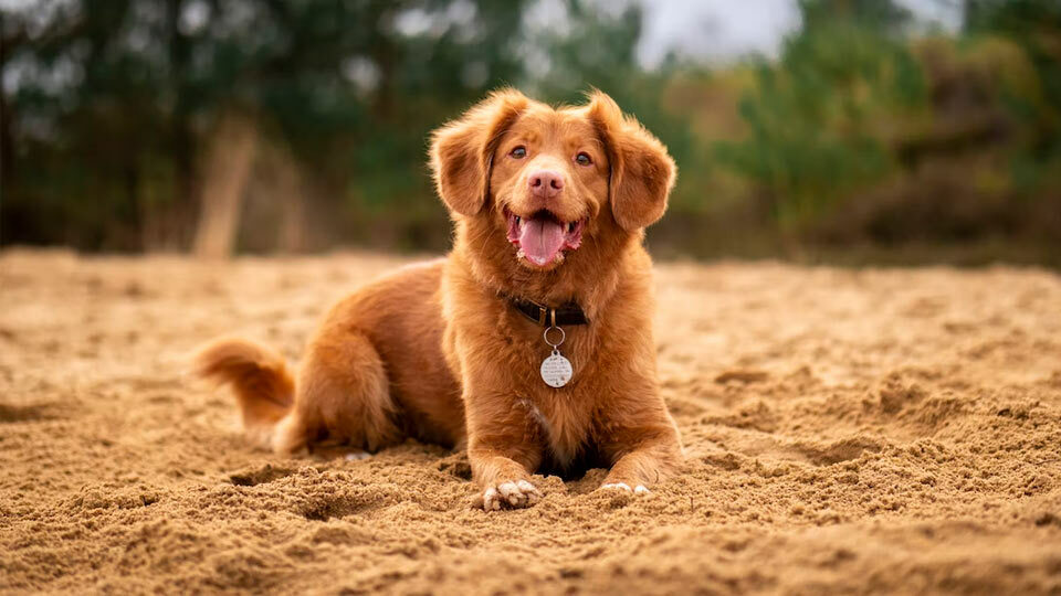 11 лучших антибиотиков для собак в 2025 году