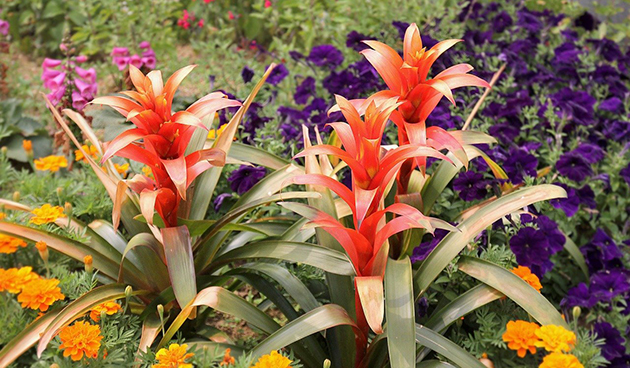 Guzmania rákos (Guzmania lingulata)
