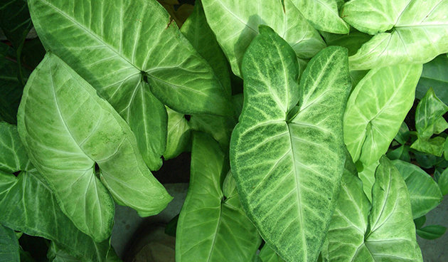 Syngonium podophyllum