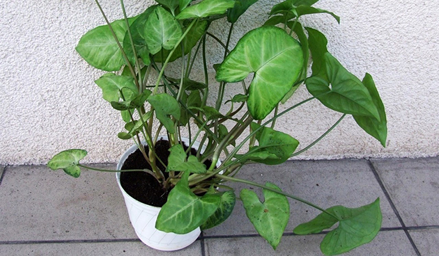 Syngonium podophyllum