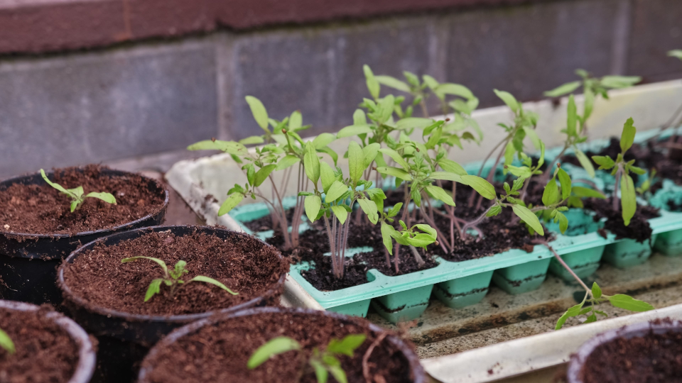 Когда сажать рассаду помидоров в 2026 году по лунному календарю