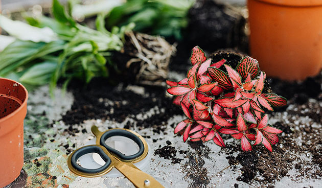 Transplantace Fittonia