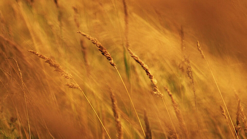 Лунный посевной календарь садовода и огородника на июнь 2026 года