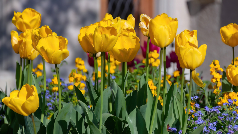 Лунный посевной календарь садовода и огородника на май 2026 года