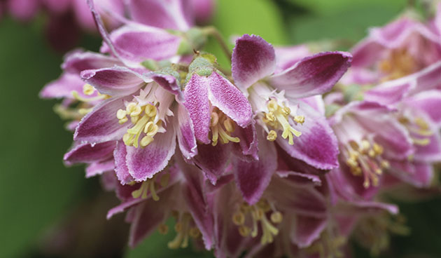 Дейция гибридная (Deutzia х hybrida)