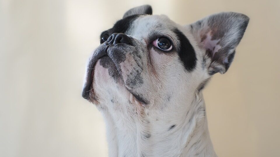 Французский бульдог собака