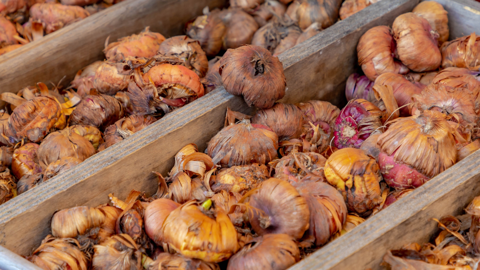 Когда сажать рассаду гладиолусов в 2026 году по лунному календарю