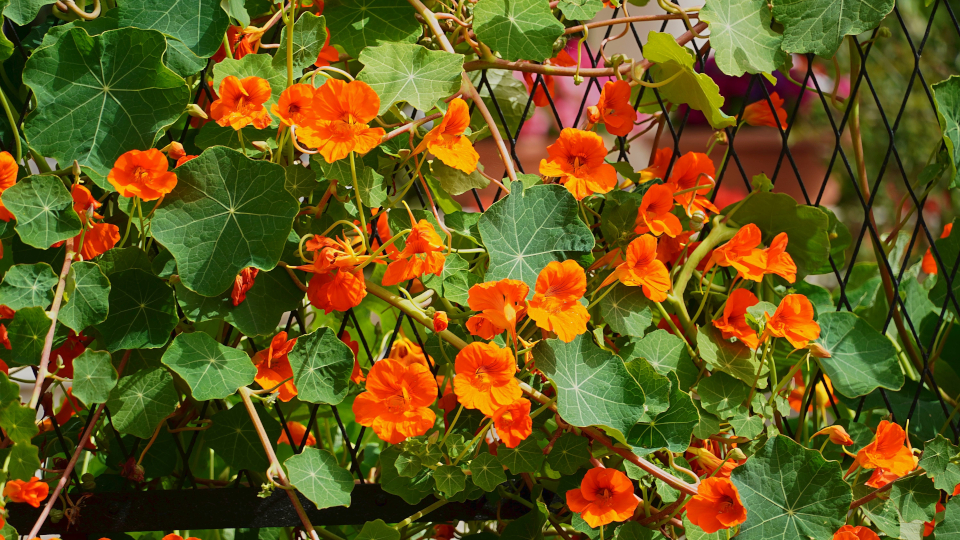 Когда сажать рассаду настурции в 2026 году по лунному календарю