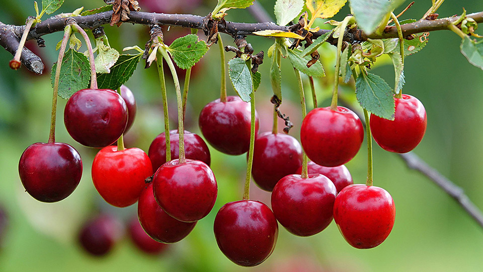 Темносокольська вишня, використання та користь для здоров'я