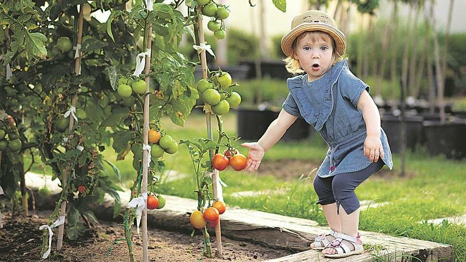 Как получить хороший урожай помидоров