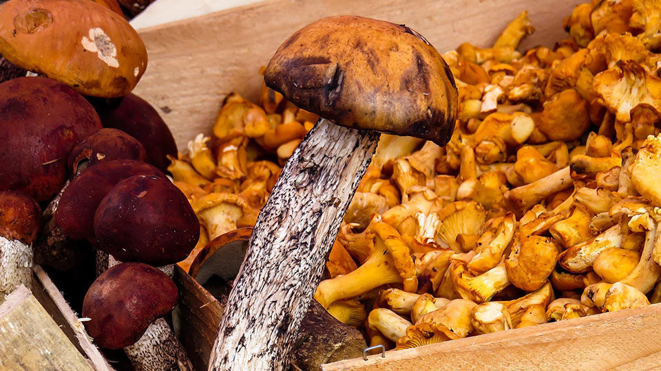 Грибы: польза и вред для организма