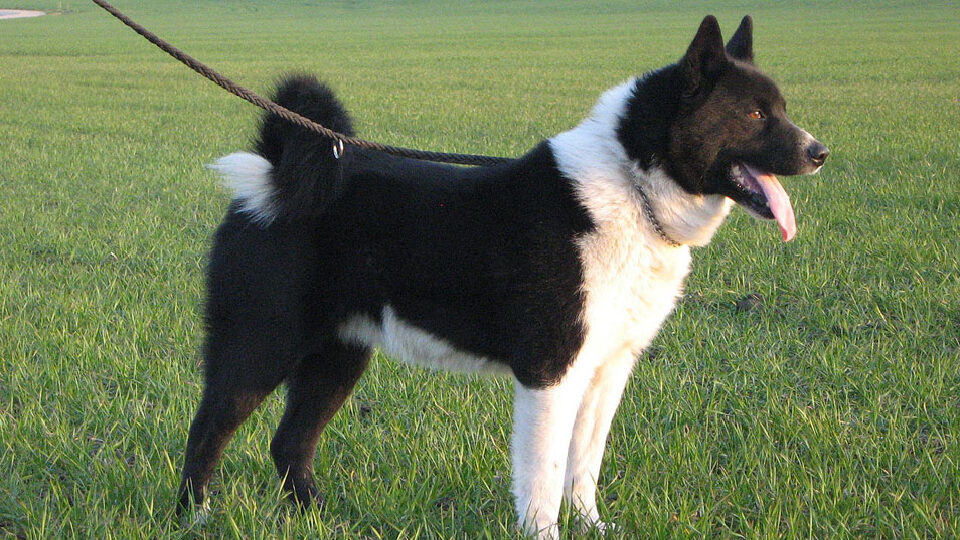 Карельская медвежья собака