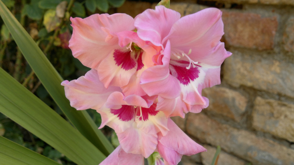 Гладиолусы