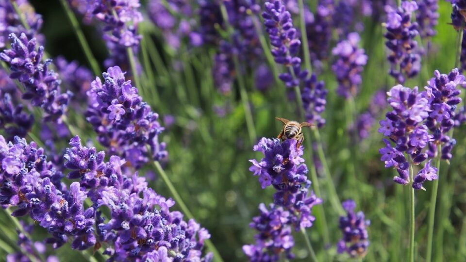 Выходные и праздничные дни в июле 2025 года