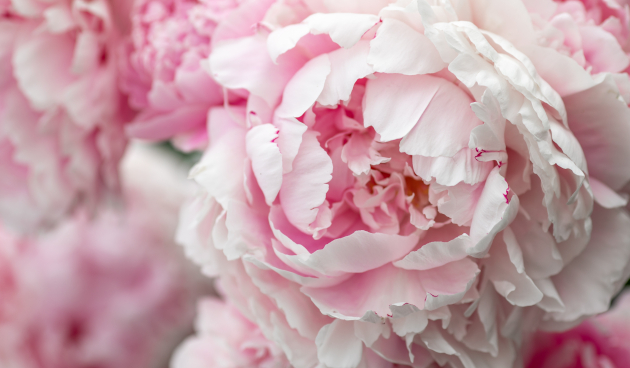 Миссис Ф.Д.Рузвельт (Mrs. F.D.Roosevelt)