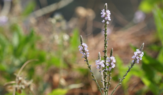 Вербена лекарственная
