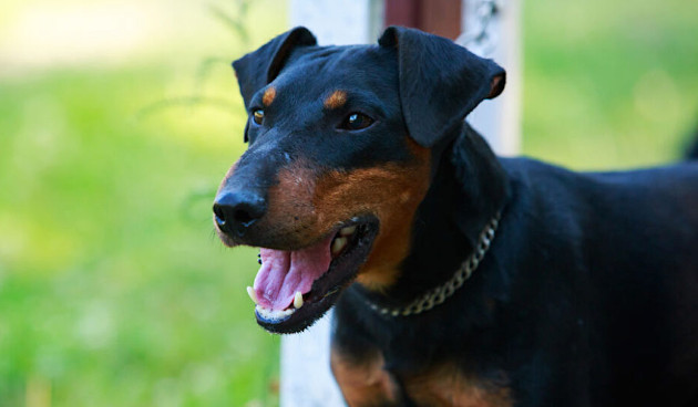 Ягдетерьер