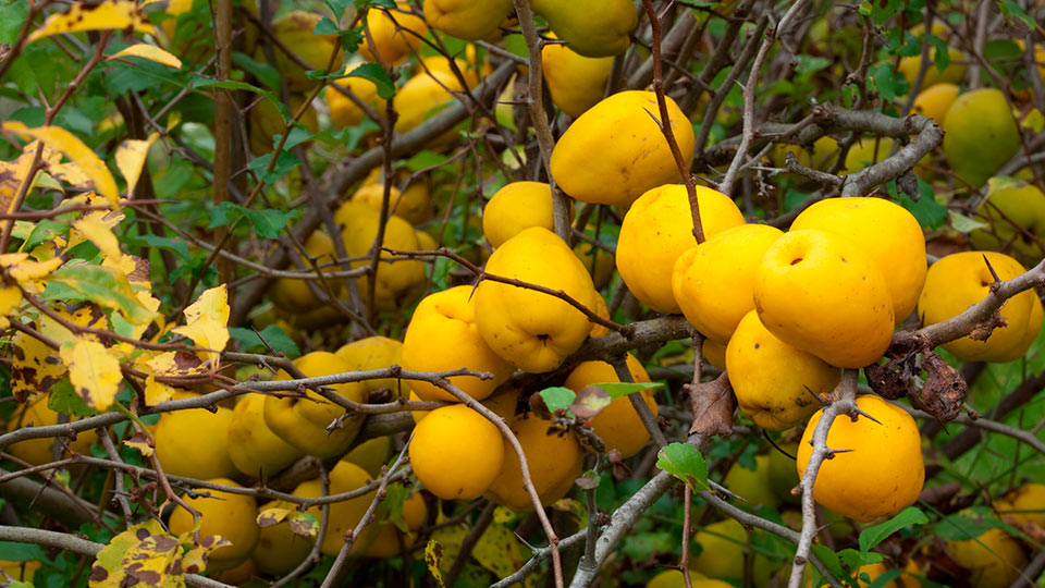 Айва японская: как вырастить хороший урожай