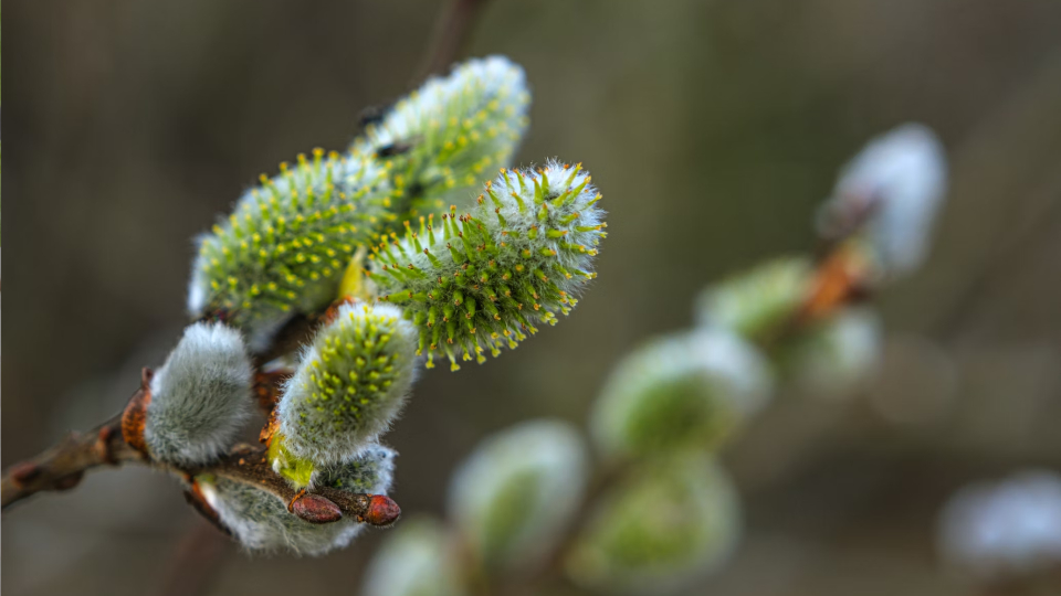 9 марта 2026 года — выходной или рабочий день в России