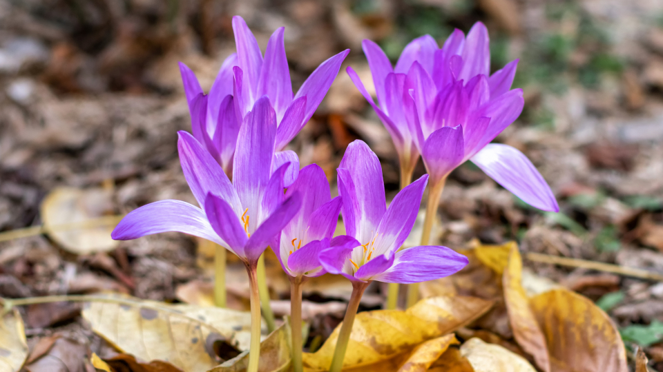 Безвременник