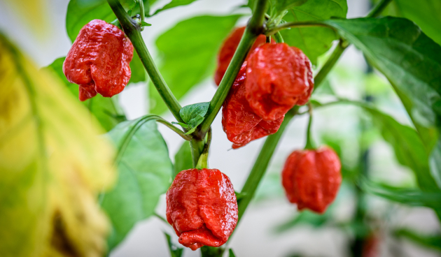 Сорта острого перца с описанием и фото