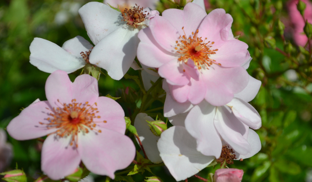 Сорта почвопокровных роз с описанием, фото и отзывами
