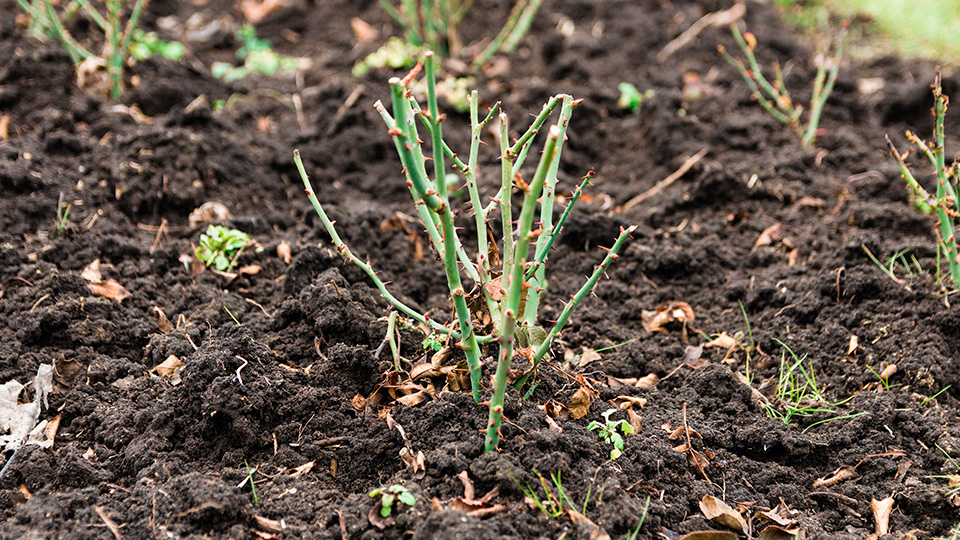 Чем подкормить розы весной