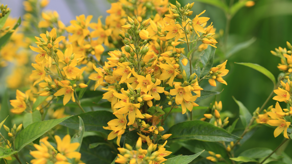 Вербейник обыкновенный