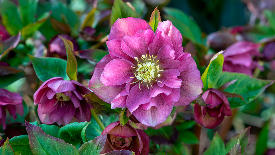 Морозник цветок