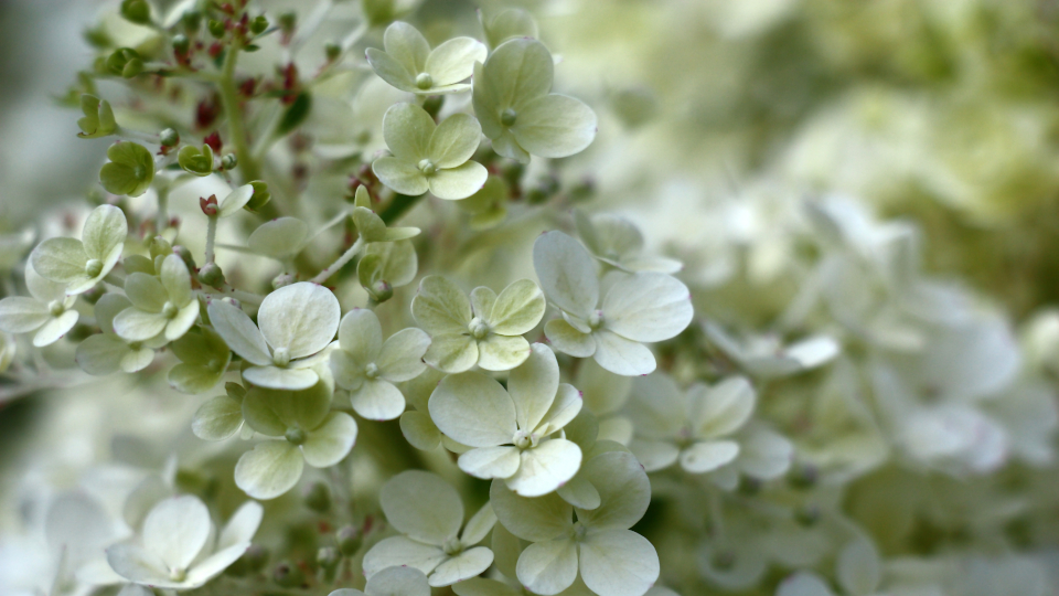 Гортензия Бобо