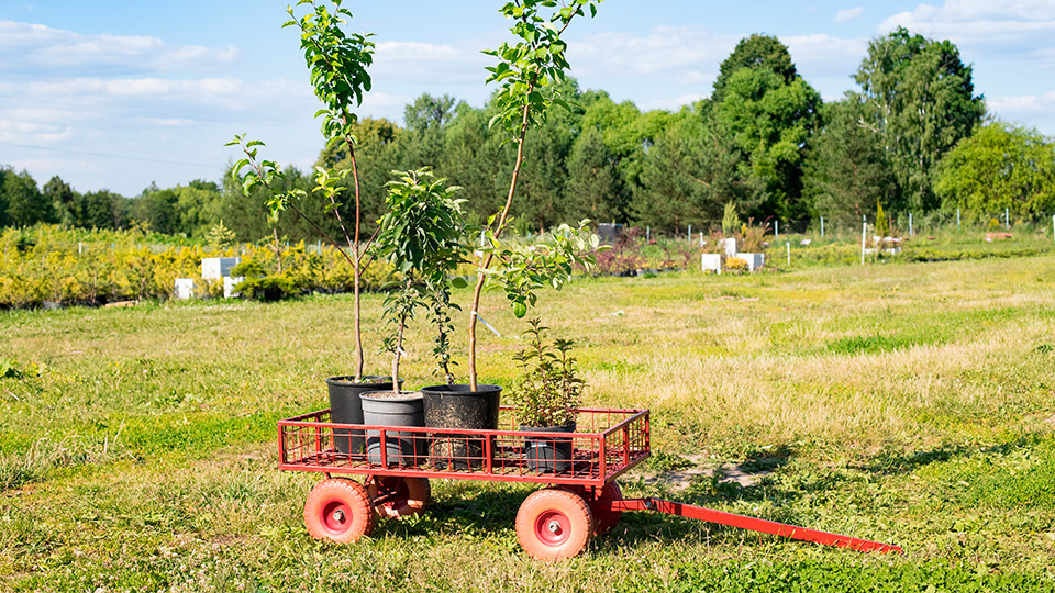 Как посадить яблоню в открытый грунт
