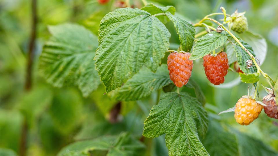 Малина Оранжевое чудо