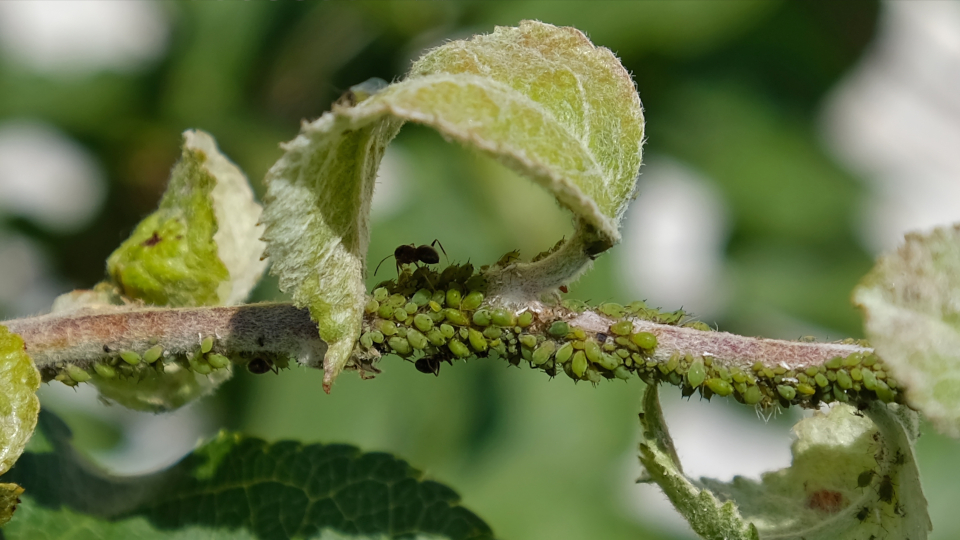 Тля на яблоне